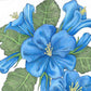 California Blue Bells (pack) - Grow Organic California Blue Bells (pack) Flower Seeds
