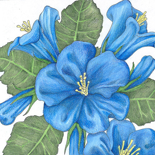California Blue Bells (pack) - Grow Organic California Blue Bells (pack) Flower Seeds