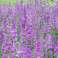 Penstemon, Rocky Mountain (pack) Peaceful Valley