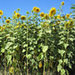 Organic Sunflower, Russian Mammoth (pack) - Grow Organic Organic Sunflower, Russian Mammoth (pack) Flower Seed & Bulbs