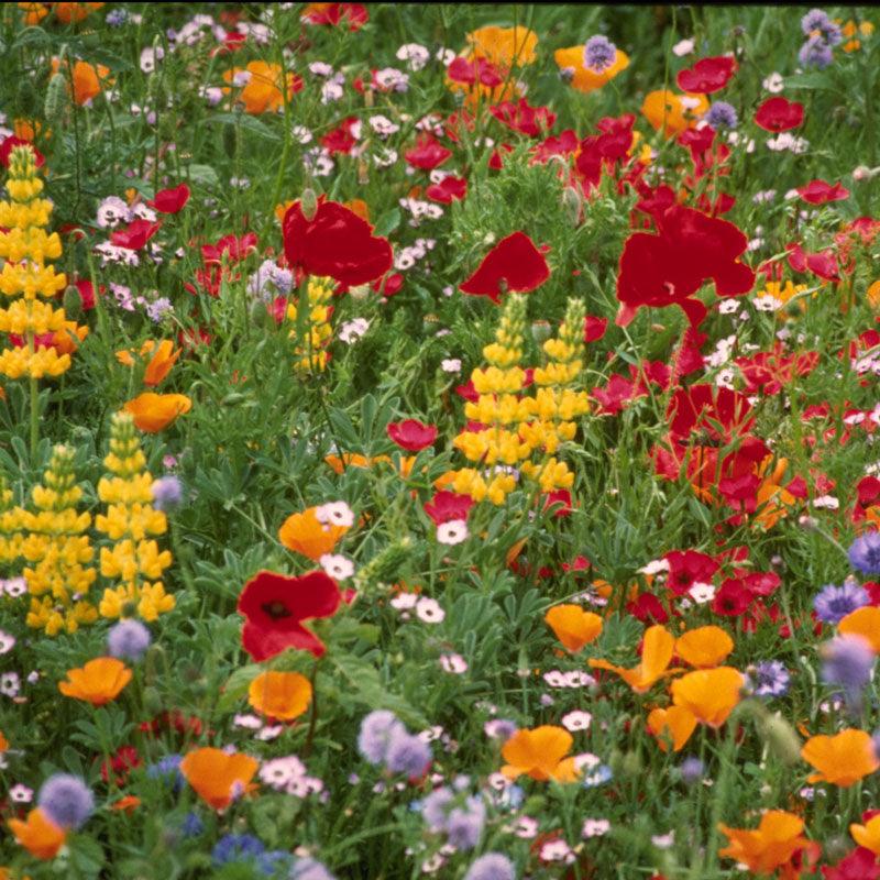 Northwest Wildflower Mix (pack) - Grow Organic Northwest Wildflower Mix (pack) Flower Seeds