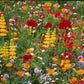 Northwest Wildflower Mix (1/4 lb) - Grow Organic Northwest Wildflower Mix (1/4 lb) Flower Seeds
