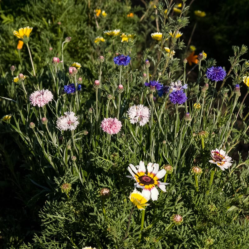 Mediterranean Dryland Wildflower Mix (pack) - Grow Organic Mediterranean Dryland Wildflower Mix (pack) Flower Seeds