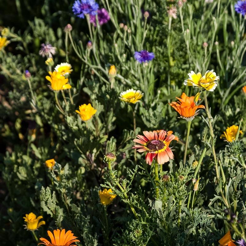 mediterranean wildflower seeds Mediterranean Dryland Wildflower Mix (pack)