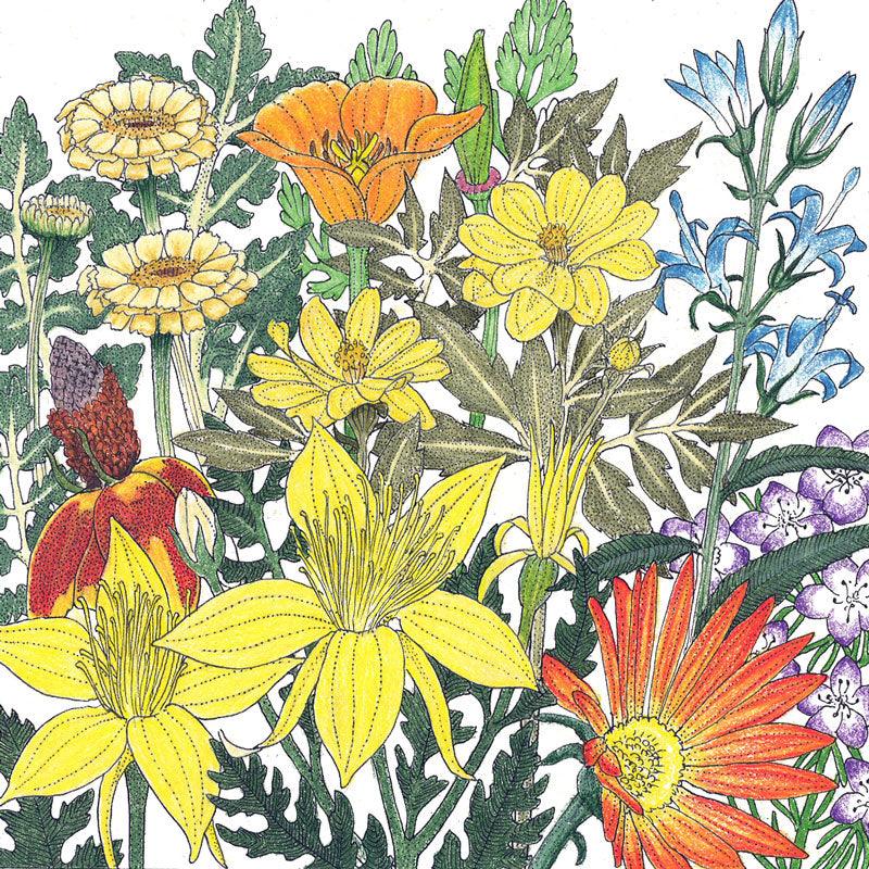 Mediterranean Dryland Wildflower Mix (pack) - Grow Organic