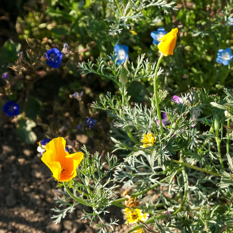 California Low-Growing Wildflower Mix (pack) - Grow Organic California Low-Growing Wildflower Mix (pack) Flower Seeds