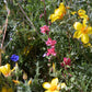Regional Southwest Native Wildflower Mix (pack) Regional Southwest Native Wildflower Mix (pack) Flower Seeds