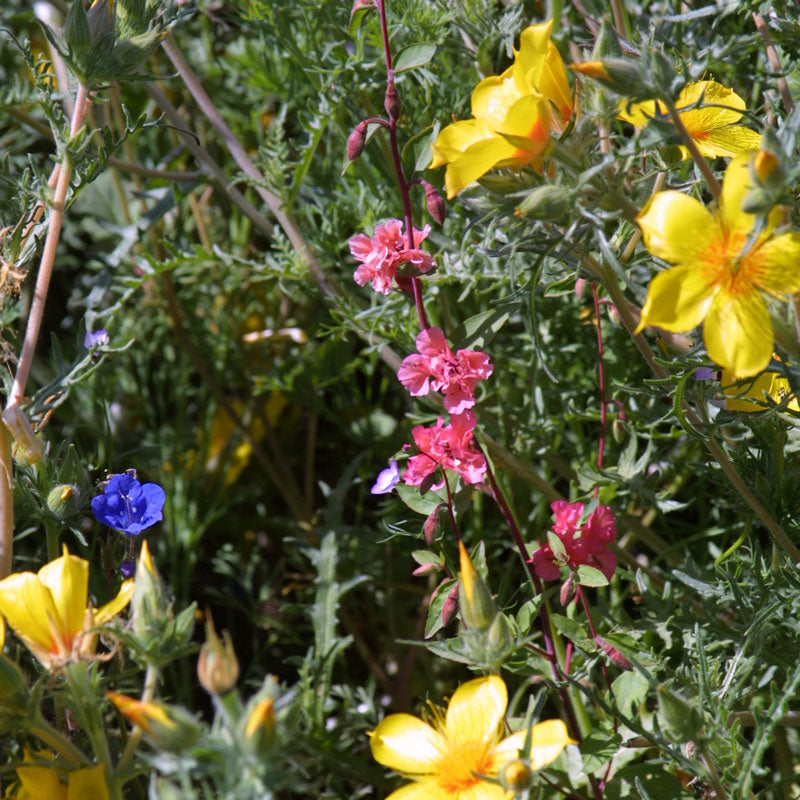 Southwest Native Wildflower Mix (1/4 lb) - Grow Organic Southwest Native Wildflower Mix (1/4 lb) Flower Seeds