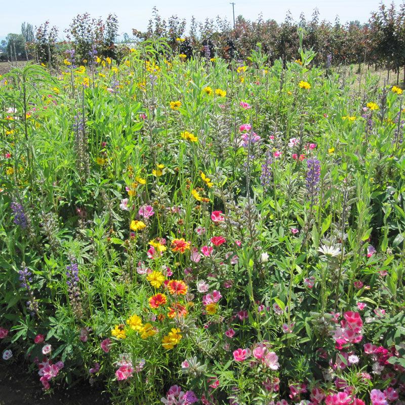 Clay Soil Loving Native Wildflower Mix (pack) - Grow Organic Clay Soil Loving Native Wildflower Mix (pack) Flower Seeds