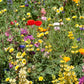 California Brilliant Wildflower Mix (pack) - Grow Organic California Brilliant Wildflower Mix (pack) Flower Seeds