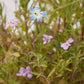 California Low-Growing Wildflower Mix (pack) - Grow Organic California Low-Growing Wildflower Mix (pack) Flower Seeds