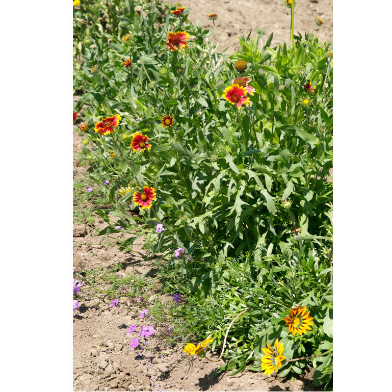 California Perennial Wildflower Mix (pack) - Grow Organic California Perennial Wildflower Mix (pack) Flower Seeds