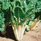 Organic Chard, Fordhook Giant (1/4 lb) - Grow Organic Organic Chard, Fordhook Giant (1/4 lb) Vegetable Seeds