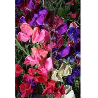 queen of the night flower seeds 'Queen of the Night' Heirloom Sweet Peas