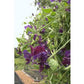 Renee's Garden Sweet Pea North Shore - Grow Organic Renee's Garden Sweet Pea North Shore Flower Seed & Bulbs