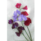 Renee's Garden Sweet Pea Velvet Elegance - Grow Organic Renee's Garden Sweet Pea Velvet Elegance Flower Seed & Bulbs