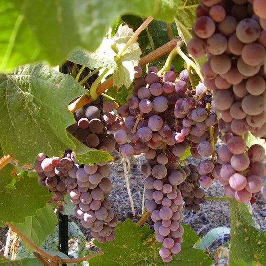 Table Grape Vine - Black Monukka (Seedless) - Grow Organic Table Grape Vine - Black Monukka (Seedless) Berries and Vines