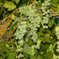Table Grape Vine - Himrod (Seedless) Grow Organic