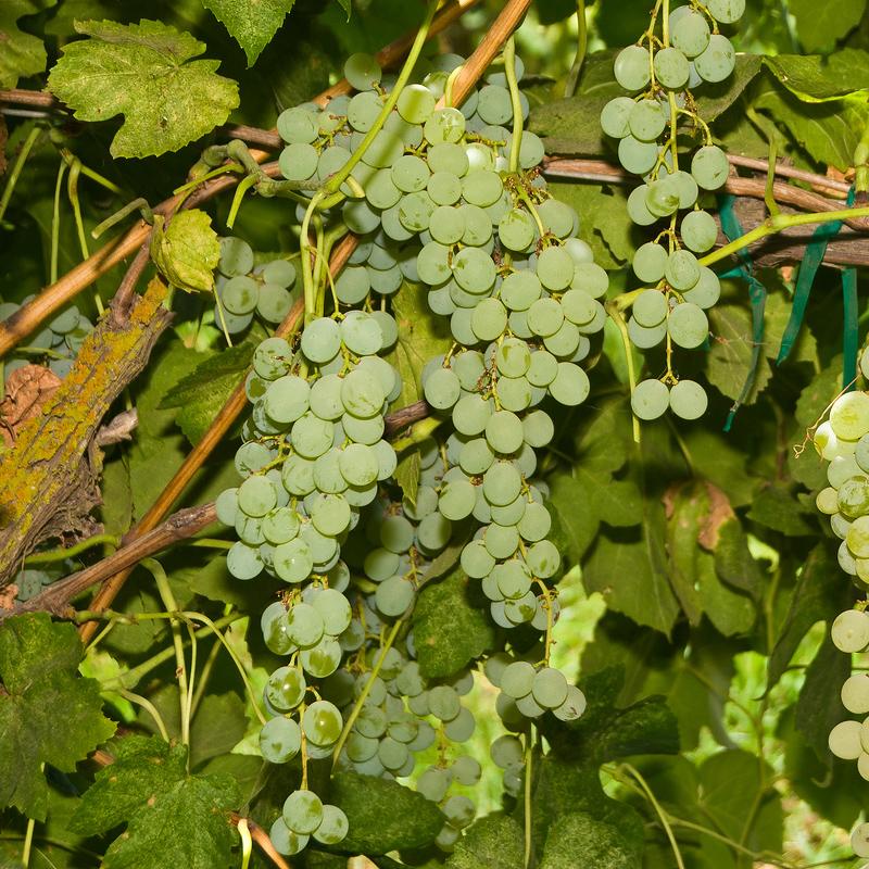 Table Grape Vine - Himrod (Seedless) - Grow Organic Table Grape Vine - Himrod (Seedless) Berries and Vines