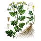 Strictly Medicinal Organic Feverfew - Grow Organic Strictly Medicinal Organic Feverfew Herb Seeds