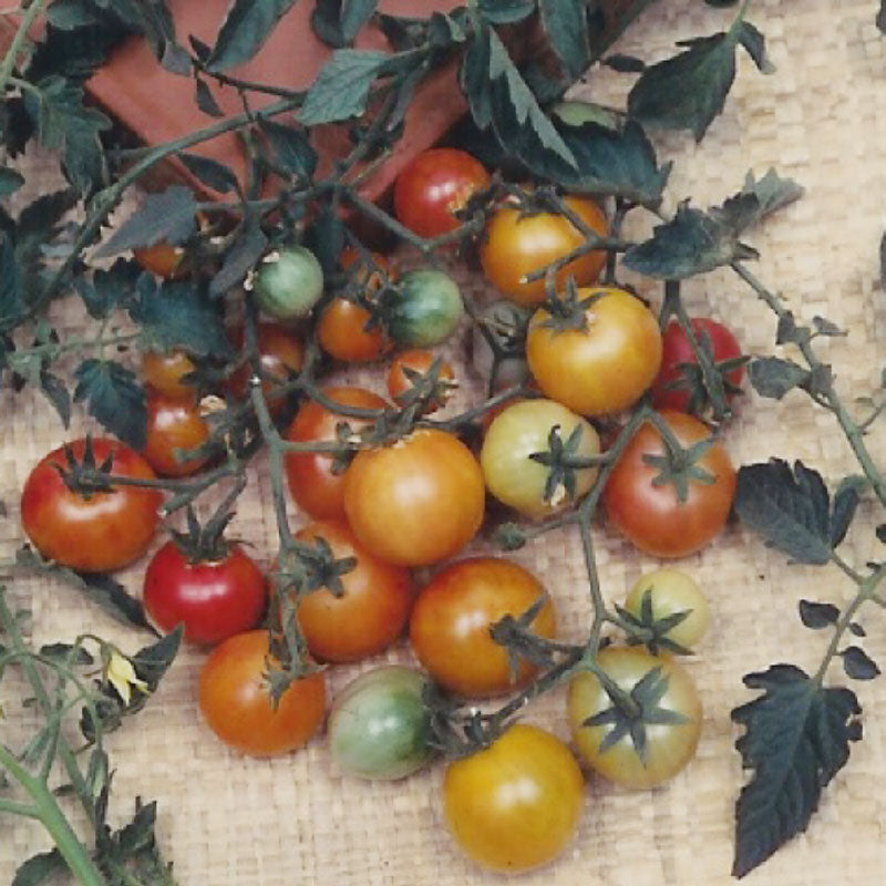 Organic Cherry Tomato, Bi-color (1 oz) - Grow Organic Organic Cherry Tomato, Bi-color (1 oz) Vegetable Seeds