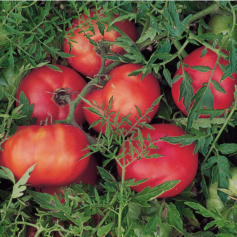 Organic Tomato, Silvery Fir Tree (1 oz) - Grow Organic Organic Tomato, Silvery Fir Tree (1 oz) Vegetable Seeds