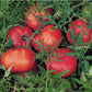 Silvery Fir Tree Tomato Seeds (Organic) - Grow Organic Silvery Fir Tree Tomato Seeds (Organic) Vegetable Seeds
