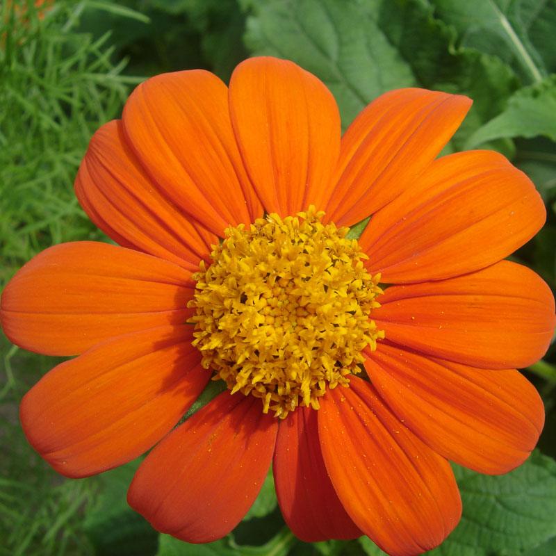 Mexican Sunflower (pack) - Grow Organic Mexican Sunflower (pack) Flower Seeds