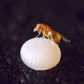 Moth Egg Parasite - Trichogramma Wasp (Card of 100K) - Grow Organic