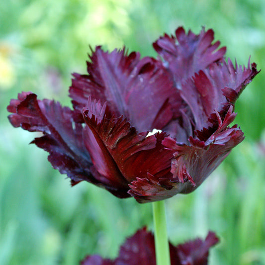 "Black Parrot" Tulip Bulbs (Pack of 6) - Grow Organic "Black Parrot" Tulip Bulbs (Pack of 6) Flower Bulbs