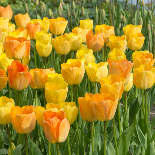 "Daydream" Tulip Bulbs (Pack of 8) – Grow Organic "Daydream" Tulip Bulbs (Pack of 8) Flower Bulbs