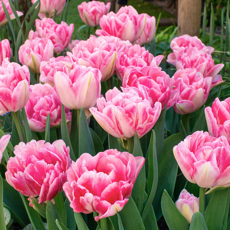 "Foxtrot" Double Early Tulip (Pack Of 8) - Grow Organic "Foxtrot" Double Early Tulip (Pack Of 8) Flower Bulbs
