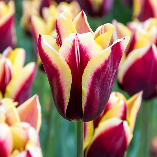 "Gavota" Triumph Tulip Bulbs (Pack of 8) - Grow Organic "Gavota" Triumph Tulip Bulbs (Pack of 8) Flower Bulbs