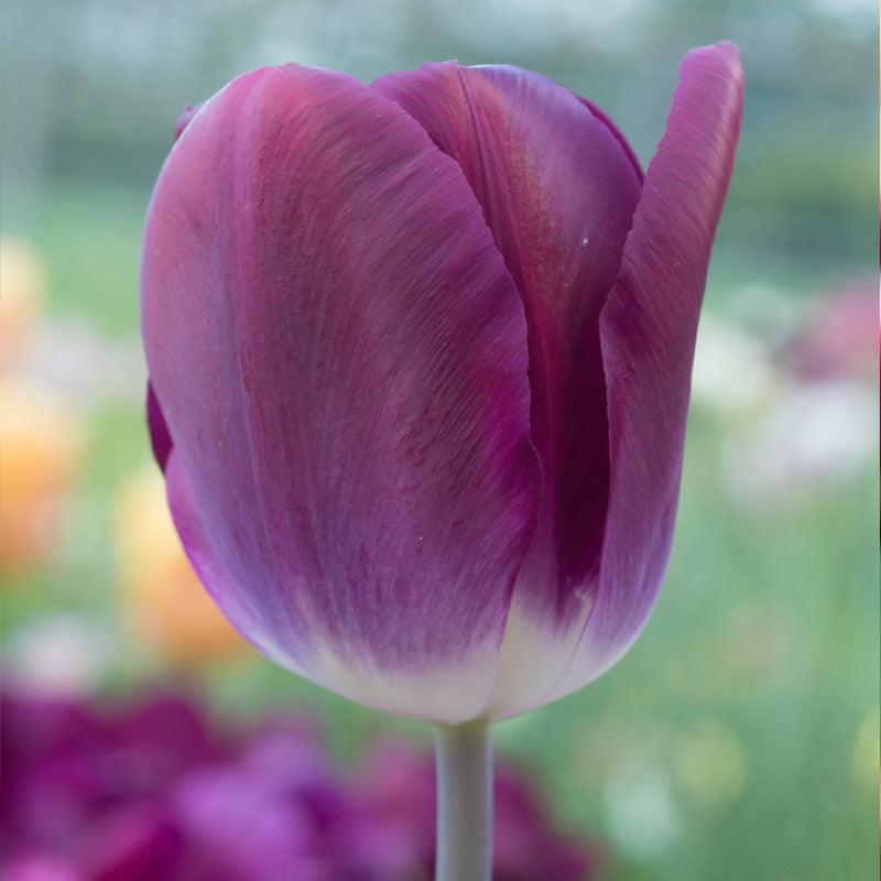 "Kansas Proud" Triumph Tulip Bulbs (Pack of 8) "Kansas Proud" Triumph Tulip Bulbs (Pack of 8) Flower Bulbs