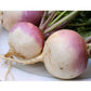 Organic Turnip, Purple Top (1/4 lb) - Grow Organic Organic Turnip, Purple Top (1/4 lb) Vegetable Seeds