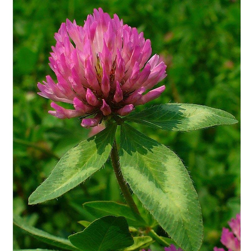 Organic Red Clover Nitrocoated - Grow Organic Organic Red Clover Nitrocoated (lb) Cover Crop