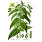 Strictly Medicinal Organic Stinging Nettles - Grow Organic Strictly Medicinal Organic Stinging Nettles Herb Seeds