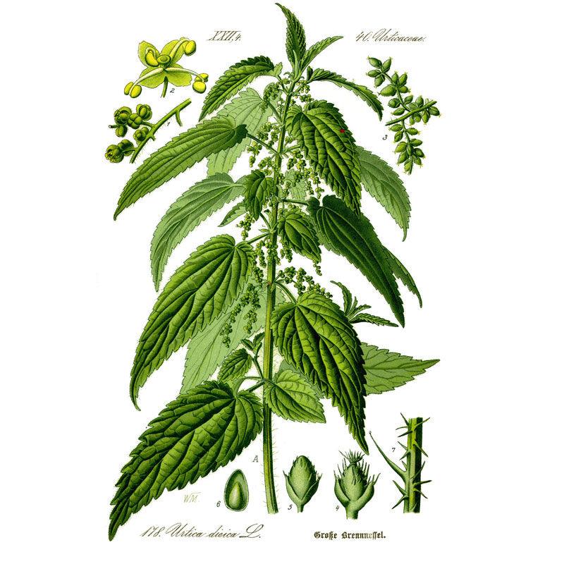 Strictly Medicinal Organic Stinging Nettles - Grow Organic Strictly Medicinal Organic Stinging Nettles Herb Seeds