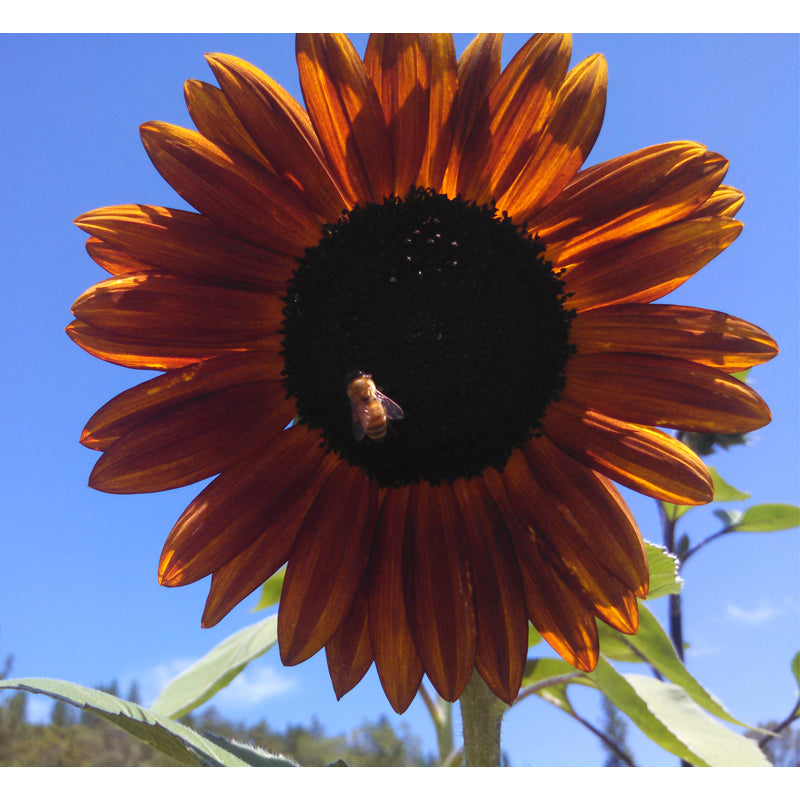 Organic Sunflower, Velvet Queen (pack) - Grow Organic Organic Sunflower, Velvet Queen (pack) Flower Seed & Bulbs