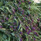 Blue Vervain Seeds - Grow Organic