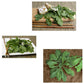 Wasabi Arugula Seeds - Grow Organic