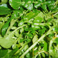 Watercress Greens (Organic) - Grow Organic