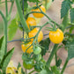 Organic Cherry Tomato, White (1 oz) - Grow Organic Organic Cherry Tomato, White (1 oz) Vegetable Seeds