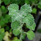 Strictly Medicinal Organic White Horehound - Grow Organic Strictly Medicinal Organic White Horehound Herb Seeds