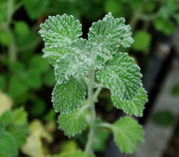Strictly Medicinal Organic White Horehound - Grow Organic Strictly Medicinal Organic White Horehound Herb Seeds