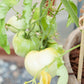 Organic Tomato, White Wonder (1 oz) - Grow Organic Organic Tomato, White Wonder (1 oz) Vegetable Seeds