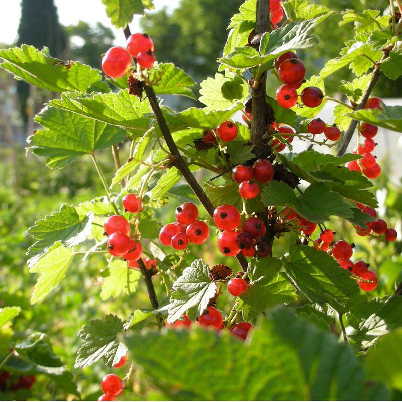 Wilder Red Currant (Each) - Grow Organic Wilder Red Currant (Each) Berries and Vines