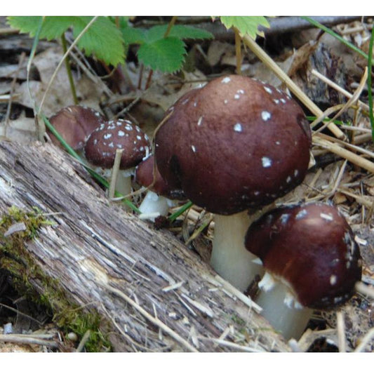 Wine Cap Mushroom Kit - Grow Organic Wine Cap Mushroom Kit Homestead