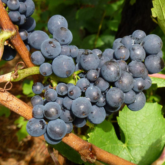Wine Grape - Pinot Noir - Grow Organic Wine Grape - Pinot Noir Berries and Vines