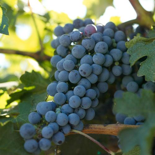 Wine Grape Vine - Cabernet Sauvignon - Grow Organic Wine Grape Vine - Cabernet Sauvignon Berries and Vines